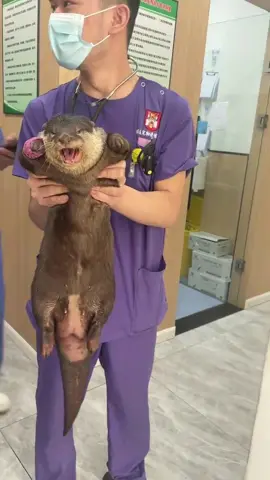 Funny Otter #music #otter #ottersoftiktok #ottersoftiktok #dreamworks #dog #puppy #cute 