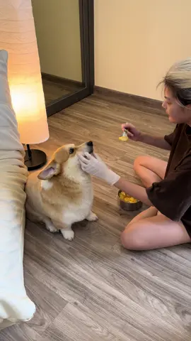 Đã nói khoing ăn rồi mà #eovivlog #xh #corgi #corgilove #corgisoftiktok #xuhuong #PetsOfTikTok #corgidog #corgipuppy #corgivn #dogsoftiktok #tiktokgiaitri 
