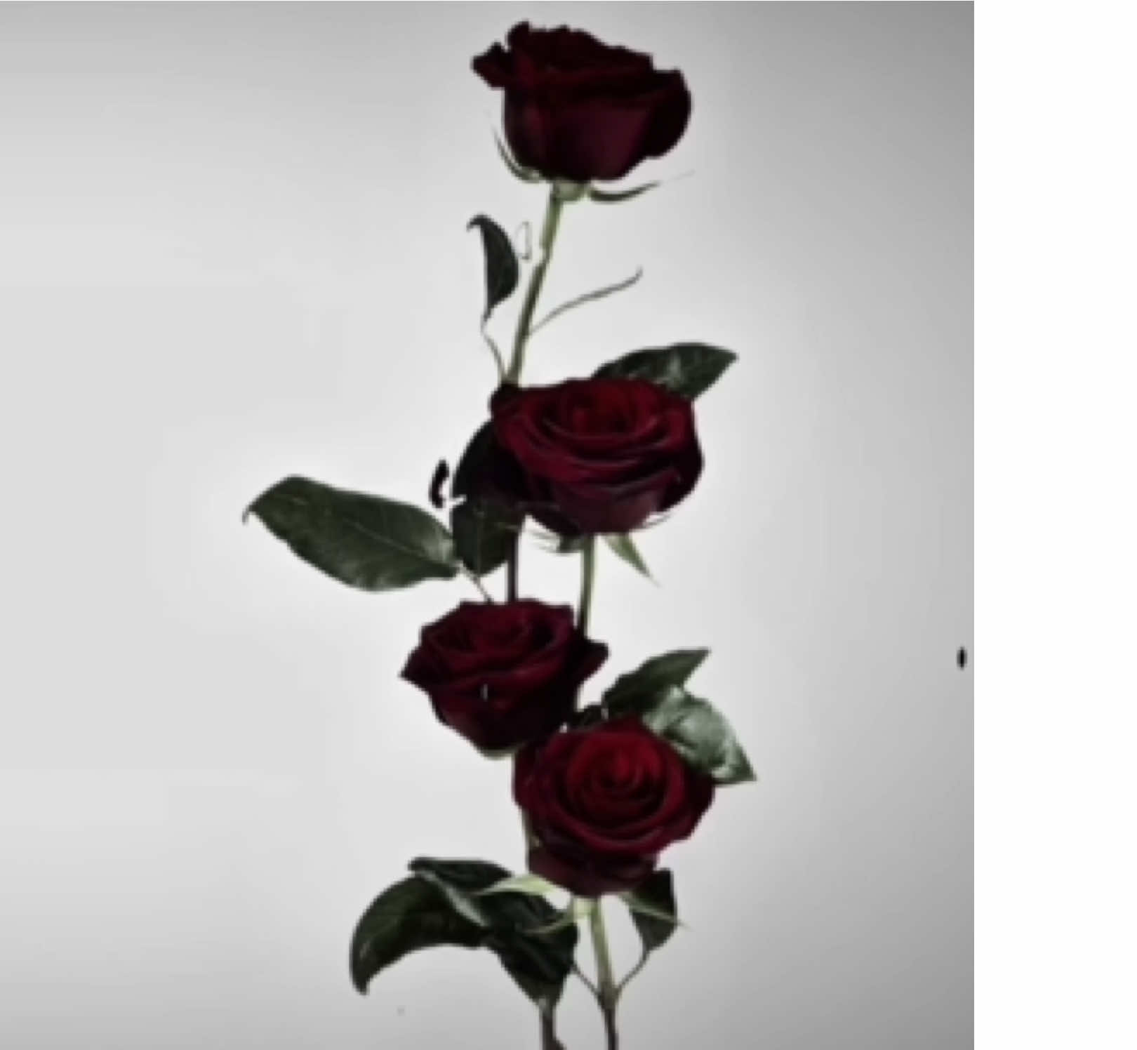 your girl Lana Del Rey brat lyrics #lanadelrey #lyrics #neilanmusic #lyricsvideo #yourgirl #unreleased  late at night baby youre my sign
