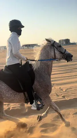 الحب موجه 🌊✨#dubai #fyp #خيل_وخياله🐎 #القدرة_والتحمل @﮼اسطبلات،المدام🐎 