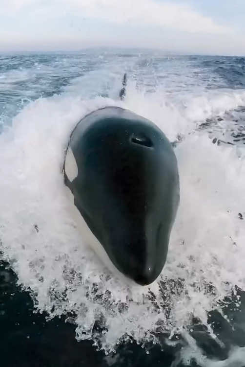 Alright, to be honest , there was nothing scary at all... I just really like dramatic music. The truth is, these killer whales chose to play along in our style, and we were lucky enough to witness it! Their intelligence, speed, and power went far beyond what I ever imagined. #wonderfulocean 