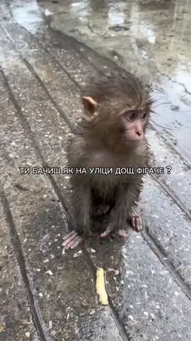 #обезьянки #брадки #брадок #мы #грустыеобезьянки #рап #🐒 