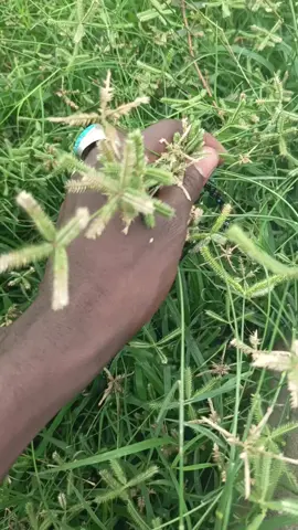 #alhamdulillah_for_everything_🥀🤲। #alhamdulillah_for_everything_🥀🤲। #maiduguri #tiktok_ 