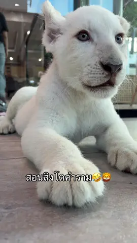#lion #chalong #thailand🇹🇭 #คาเฟ่สิงโต #ฝากกดติดตามด้วยนะ #ภูเก็ต #phuket #สิงโต #ฉลอง 