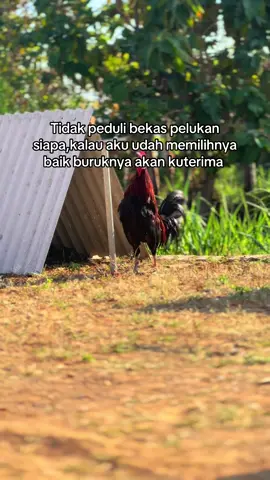 #fypシ゚ #masukberandafyp #maduraviral #katakata #bismillahfyp 