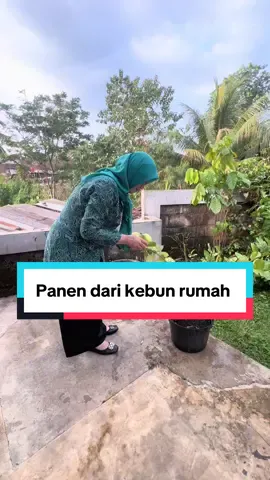 Alhamdulillah selesai kegiatan , panen buah dulu di kebun belakang … lumayan kalau rajin nanam maka akan rajin panen  Semangat berkebun 💪💪🥰🥰 #kebun  #panenbuah  #terashijau  #hatinyapkk  #sumedang  #ketahananpangan  #ibupkk 