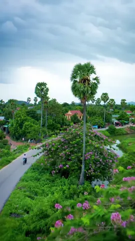 #ទេសភាពស្រុកស្រែ🌄🏜️🌱🌼🌾🐟 #កូនអ្នកស្រែ🌾🍀 #ស្រុកស្រែ🖼️🌾🌞🌔❤️ #tiktokviral #cambodia🇰🇭 #fyp #world #foryou 