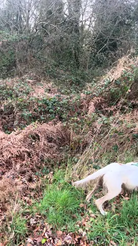 Arrêt sur perdrix et bécasse  Insta: marshall__chasse #arret #perdrix #becasse #chasse #caccia #france #setteranglais #Uter 
