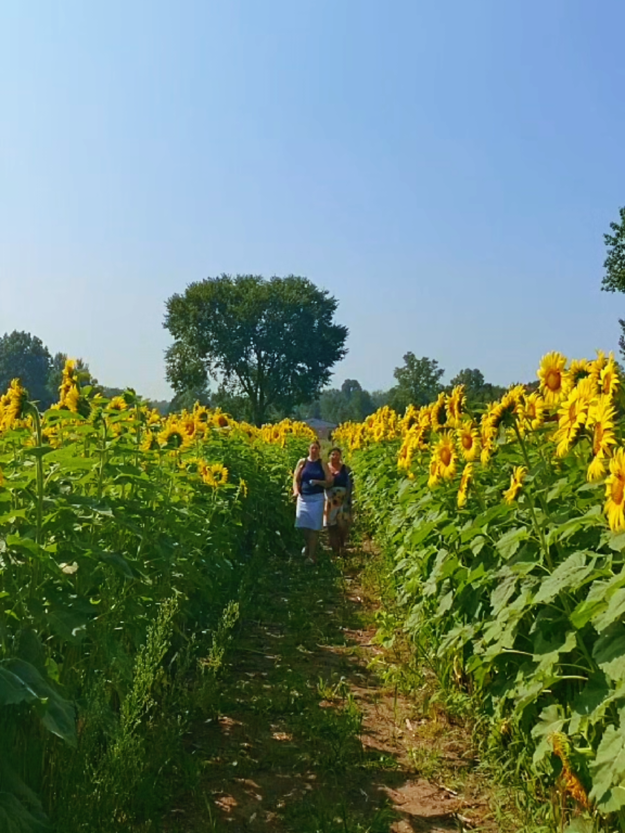 #walk through the #sunflowers with us🌻💛☀️ #sunflowerfield #sunflower #sisters #sunnyday #sunshine #flowers @millyhinkymom🫶🏻💙🦀 