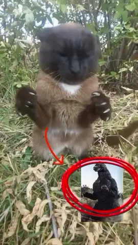 Bro is not gotzilla #fyp #memes #funny #viral #cat #cats 