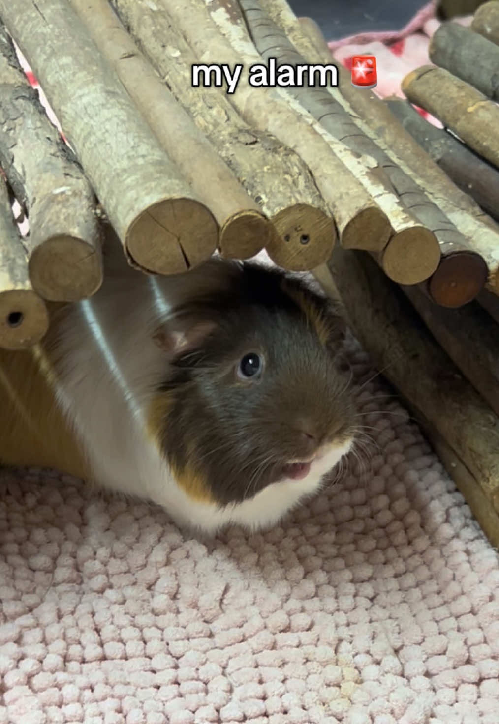 always so loud 🚨 #guineapigs #guineapigsoftiktok #guineapiglove #piggy #smallanimal #Summer #cute #animal #animalsoftiktok #pets #fyp #foryou 
