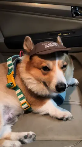 ง่วงนอนไม่ไหวละ 😴💤 #น่องปังบางปะกอก #dog #corgi #คอร์กี้ #nongpungbangpakok #pets #สวนสัตว์tiktok 