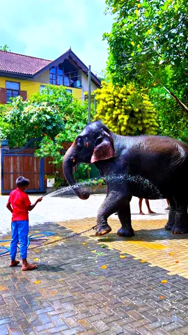 Very happy.#tiktok #Srilank #Layoo 
