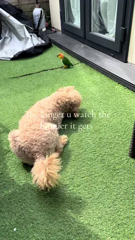 Nothing to see here, just a bird playing with his dog 🤣🤣🤣 ##fyppp##fyp##parrots##parrotlover##birdsoftiktok🦜##shrekthecaique##parrotsoftiktok