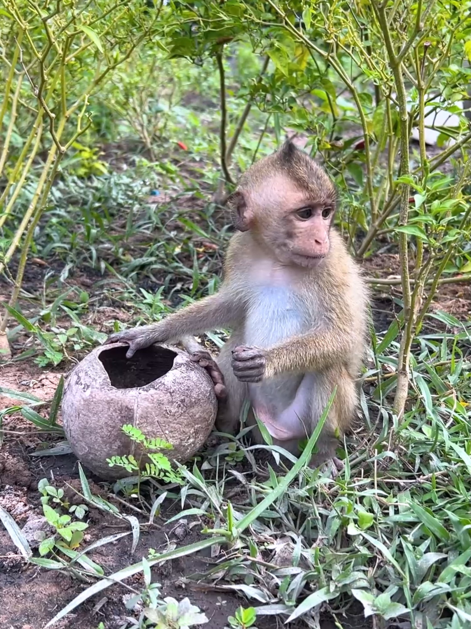 #Funny #foryou #tiktok #videomonkey #smartlittlebabymonkey #🥰🥰cuteness🥰🐒overload🥰monkey🐒🐒bhai #babymonkey🐒❤️ #poorlittlebugonthewall