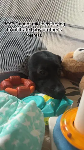 Crawling through a hole is so insane 🤣🤣 #fyp #dogsoftiktok 