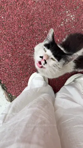 The cat's strange cry.#cat #catsoftiktok #catlover #funny #funnyvideos #foryou #fypage #fypツ #funnycat #funnytiktok #cats