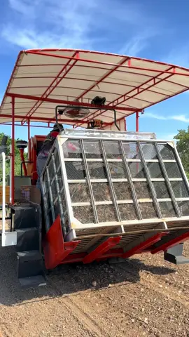 Onion harvesting #onionfarming #farming #agriculture #harvesting #harvester 