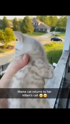 When kitten argue in cute way #creatorsearchinsights  #kittenmeow   #cutekitten   #meowingcat   #PetsOfTikTok   #cutenessoverload   #kittensoftiktok   #catsoftiktok   #fyp   #foryoupage   #viralvideo