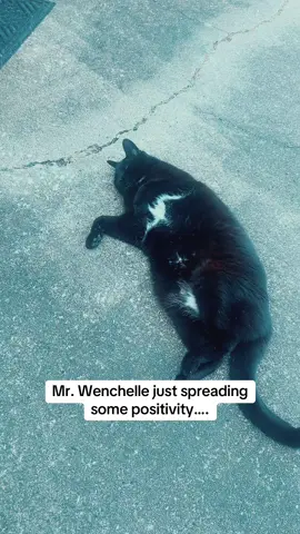 Love our yard panthers! #blackcatsoftiktok #cutecats #cats #catsoftiktok #positivity 🖤😻