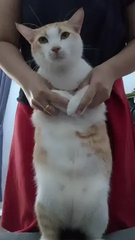 #kucingoyennihbos😂😂 #catlovers #pecintakucingkampung #fyppppppppppppppppppppppp 