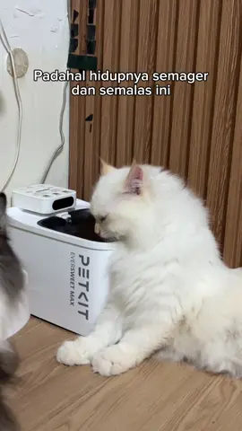 Kenapa ya siputih ini selalu jadi pelampiasan budi😭#kucing #lucu #kucinglucu #kucinggemoy #kucingtikok #budi #catsoftiktok #fyp 