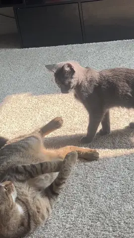 BODY SLAM 🤣 #fyp #catsoftiktok #funny #trending #viral 