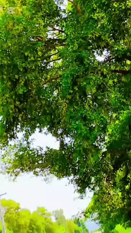 #CapCut @ثقلین تہنئ الا❤️۔(محکمہ تنولئ) @nafehy 12345 @nafehyabbas @✨ H A S S I  ✨ @AWAN ❌🎭 @🌸 Syed 🌸 @tabishhaider285 @Arbazkhan Uryaazai @M.SHAHEER💫 