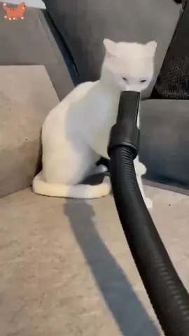 #funnyanimals #pets #fyp 