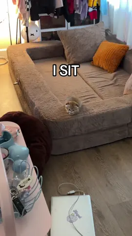 he really did at the end #fypppppppppppppppppppppppppppppp #doobscoobgoob #kitten 