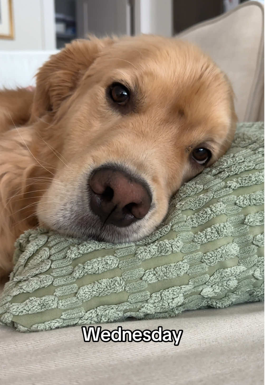 Bennys theme song!  #goldenretriever #dog #dogsoftiktok #pet 