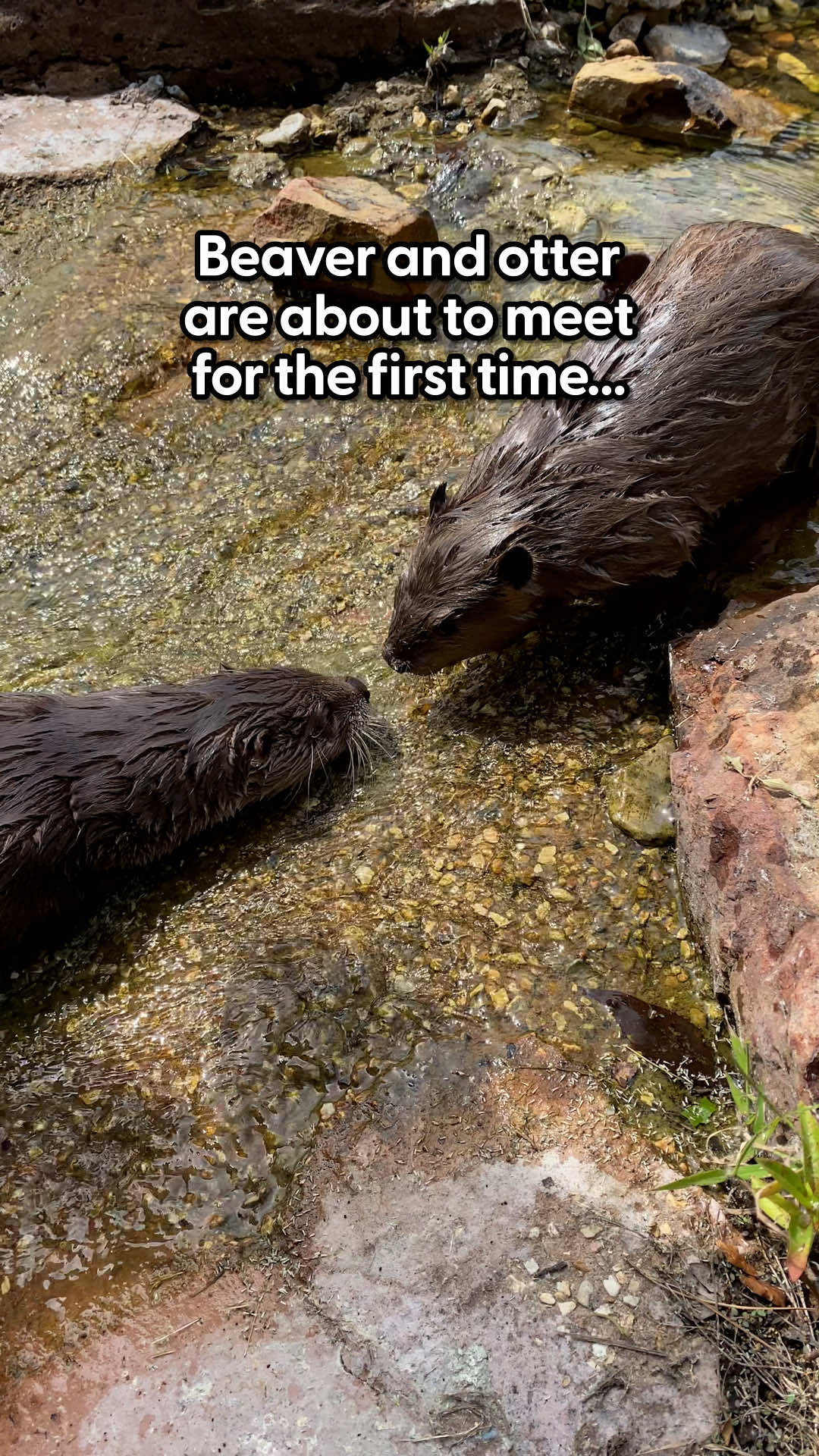 The otter even tries to 