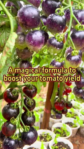 #planting #farming #agriculture #vegetables #tomatoes 