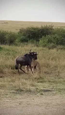#wildifeanimals #AnimalLife #wildlife 