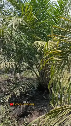 Mancing Belut di Sarang Kobra! Nekat Masuk Kebun Sawit Terlarang