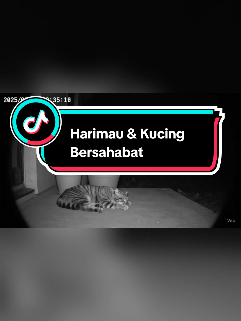 CCTV jam 2:35 pagi ini bikin merinding sekaligus ngakak! Harimau muncul tiba-tiba, bangunin kucing, lalu bareng-bareng kasih jempol ke kamera 😂 Real banget kaya kejadian aneh tapi lucu! Wajib tonton sampe habis! #cctvlucu #videolucu #tigercat #cctvjam3pagi #videoviral #videokocak #anehbinnyata #kucinglucu #tigerfunny #fyp #fypindonesia #fypシ #cctvfootage #aiartvideo #veo3 #hewanlucu #cctvlive #misterimalam