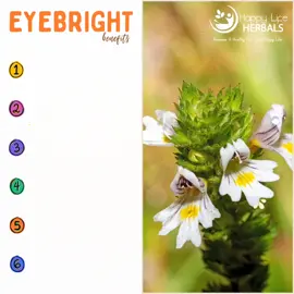 A new bombshell has entered the villa! Eyebright has benefits to keep you feeling and looking good. Traditionally used for eye and respiratory issues, it can also help with skin complications and improving memory. Powder form | 2oz $140 #herballifestyle #organicproduct #herbaltea #herbaltrinidad #healthyhappylifestyle #herbalstoretrinidad #eyebright #explore 
