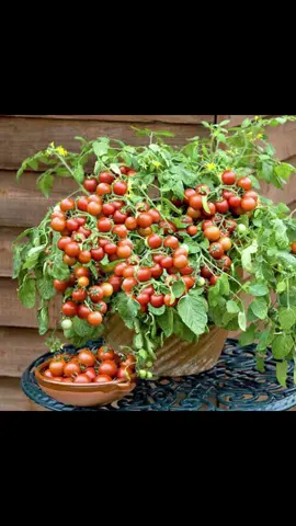 Tomat Cherry Bonsay😍 #seed  #berkebundirumahaja  #fyppppppppppppppppppppppp  #tomatcherry 
