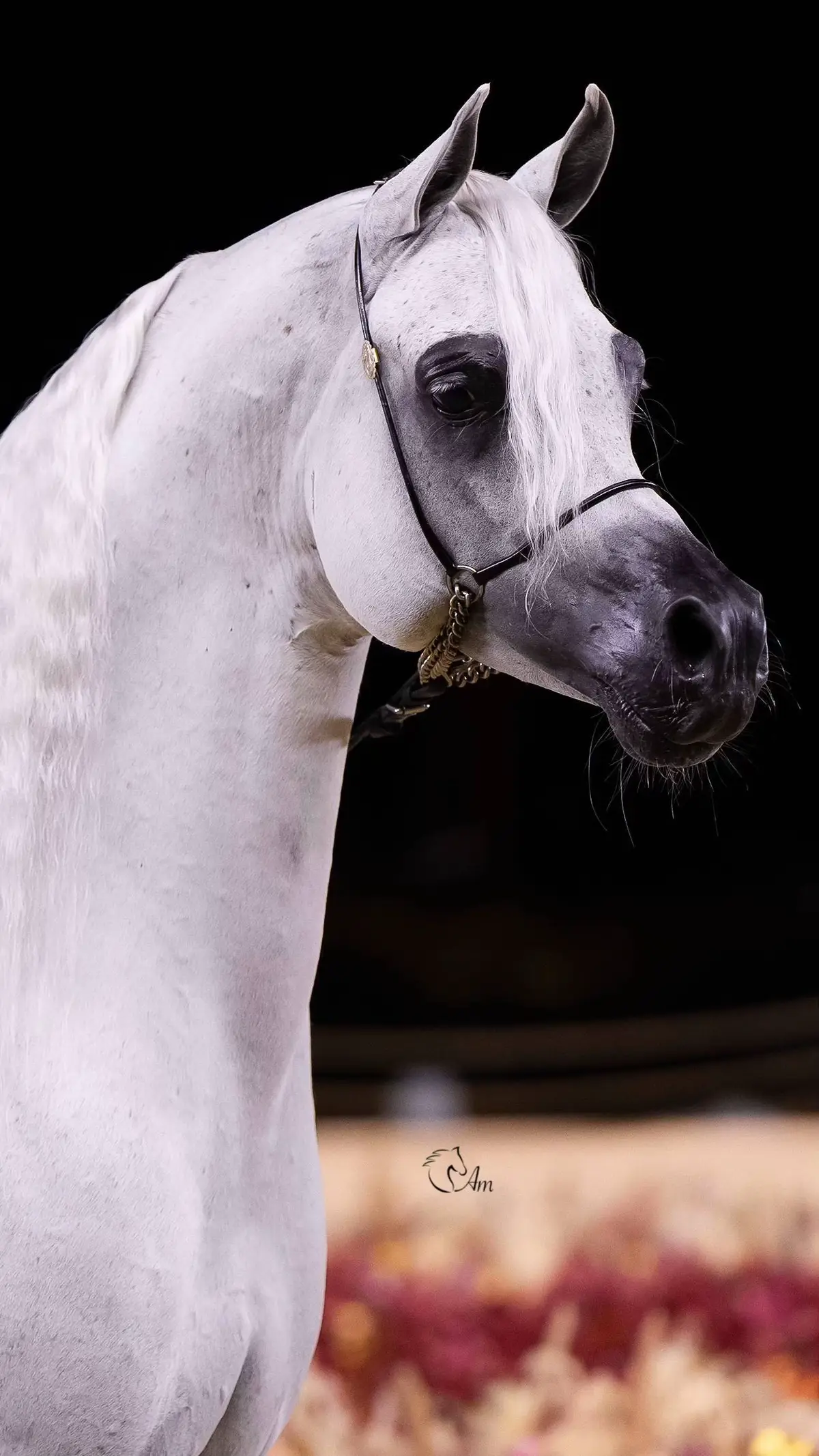 #فهد_سعد_الخيل_فتنة_خيال❤️_🐎 