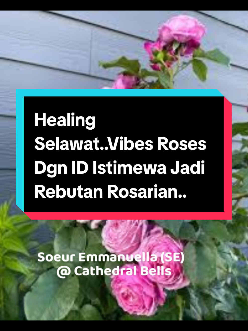 Wanita seringkali diasosiasikan dengan kelembutan, keindahan, dan femininitas, dan bunga rose  sering dianggap sebagai simbol dari sifat-sifat tersebut. #capcut #kongsibersama #allahummashollialasayyidinamuhammad #healingselawat #vibesroses 
