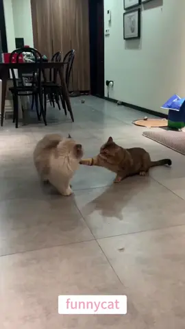so funny!!!#cats #cutecats #foryou #funnytiktok #funnyvideos #usa #funnyanimals #fypシ #cute #funnycat #catlover #funnypets #viral #funny