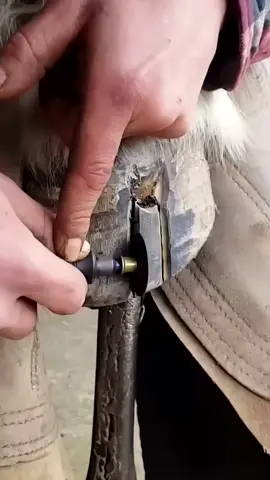 #farrier #tiktok #farriersontiktok #asmrsounds #tiktokindia #animation #foryou #house #asmrvideo #comeback #viral #farriersoftiktok 