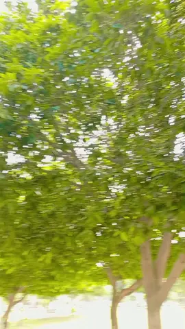 گلزار نو بلاوا 😅😂🔥##foryoupage ##funnyvideo 😂😅##mentionyourlove #😂😅😂tiktok 