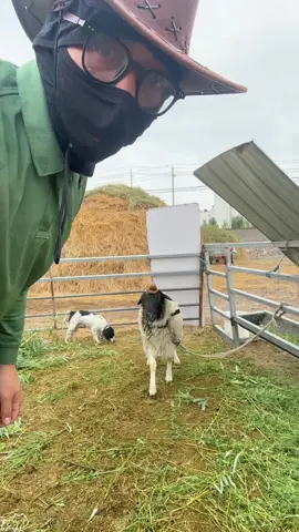 Funny shepherd #funnyvideos #goat #farm 