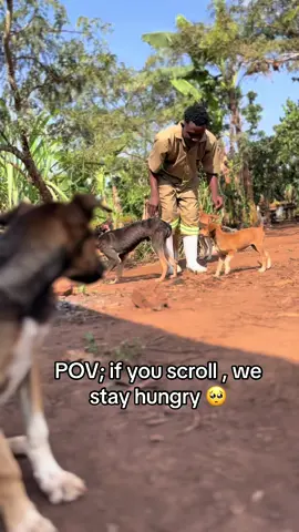 Gofundme link in bio for any assistance and donations for food and other resources at the shelter.  #ssenyonjogodfreydogsrescue #fyp #animalsoftiktok 