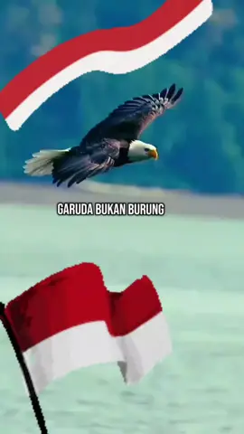 Garuda Bukan Burung. Perkutut, by Iwan Fals. #garudawisnusatriamuda #garuda #garudaindonesia #sangsakamerahputih #🇮🇩 