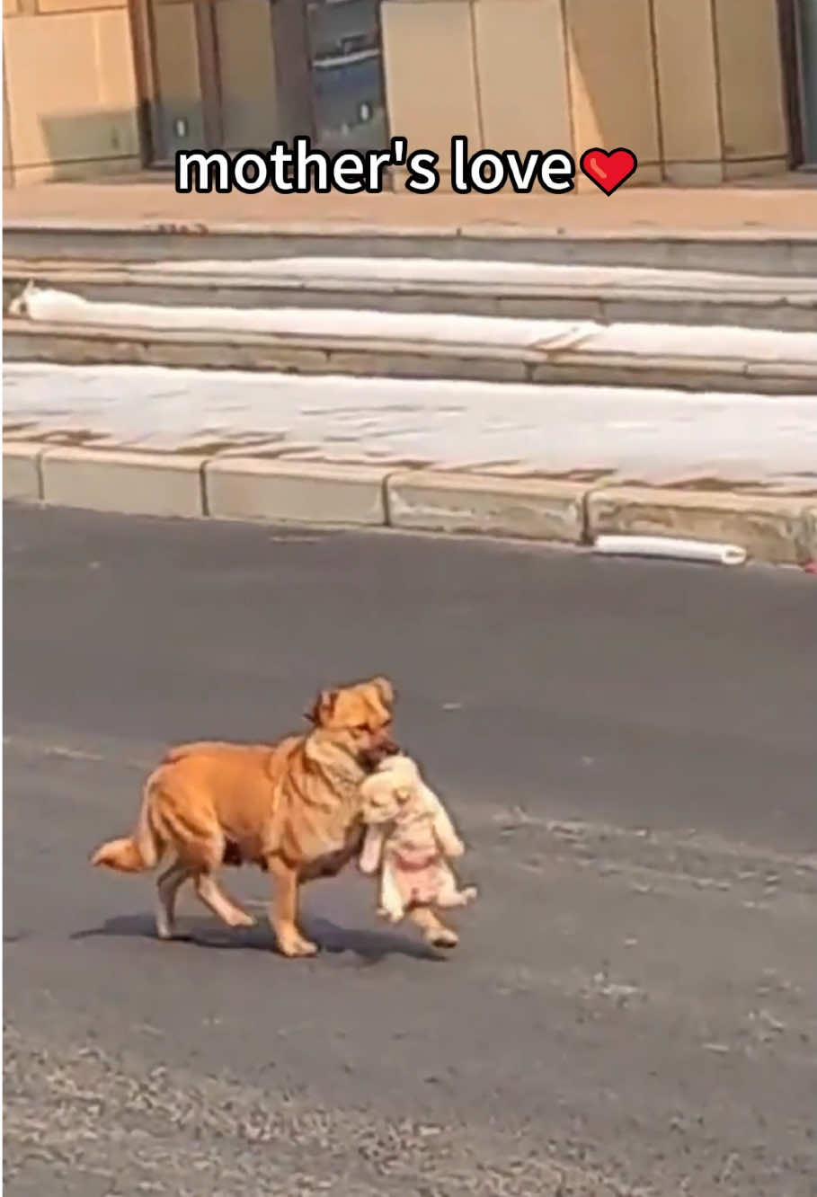 Mother’s love ❤️ #tiktok #usaus #foryou #fyp #Love #dog #dogsoftiktok #doglover #dogmom #foryou #baby 