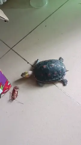Hearing the sound of you eating, I walked over and saw that you were eating cockroaches. God, where did you catch them?#turtle #cutepet #tortoise 
