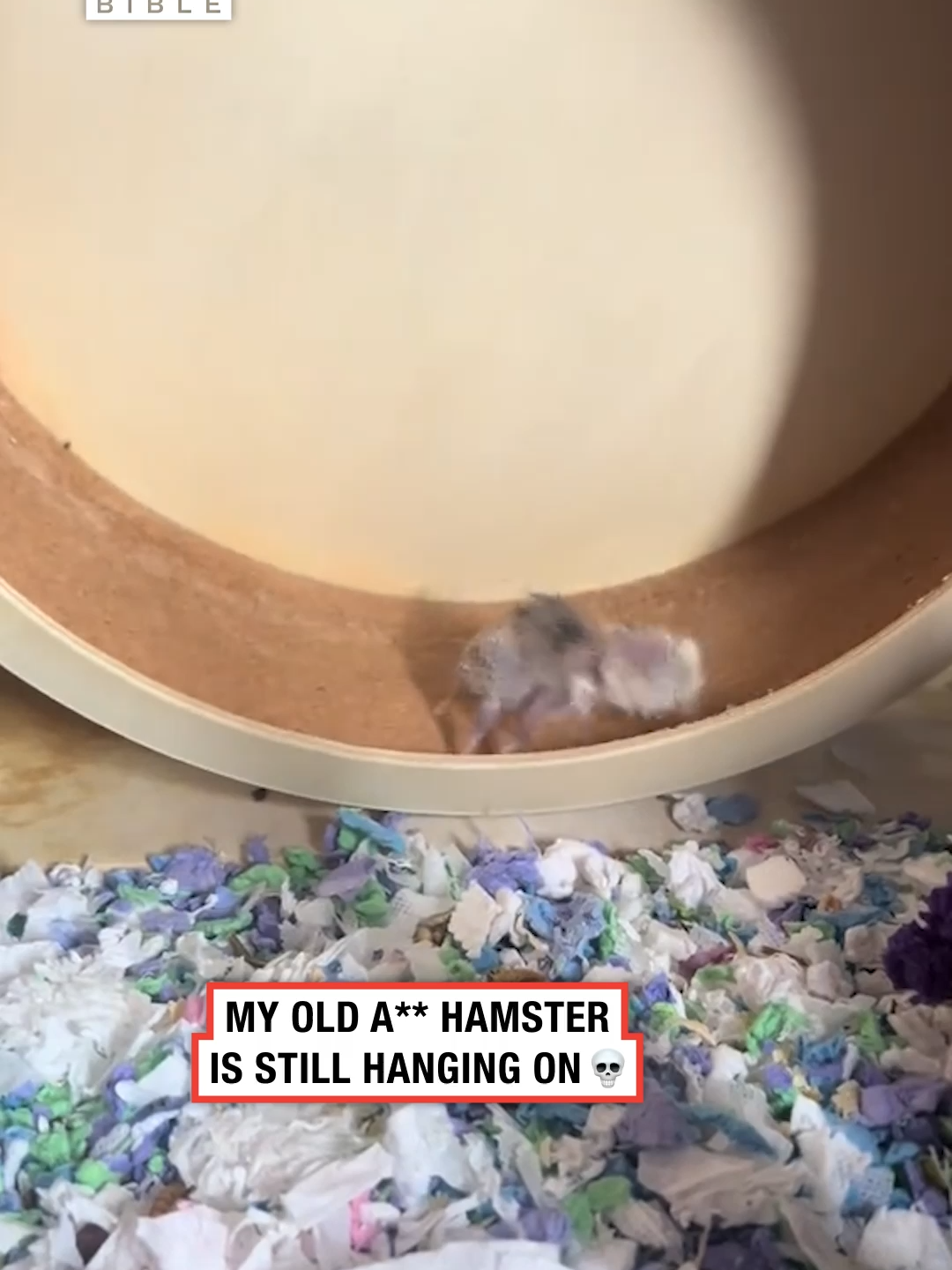 That hamster looks like she’s seen some things 😅 (🎥: @angelinasanhz)
