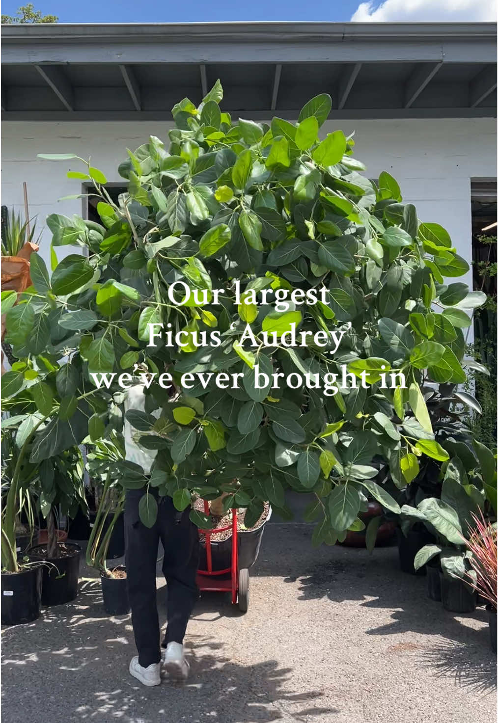 By far one of the largest trees we’ve brought into the shop! If you need an indoor tree towering at over 10ft tall, we’ve got you covered 🙂‍↕️ #plants #houseplants #plantshop #portland #ficus #ficusaudrey #indoortree #indoorplants #plantsplantsplants 